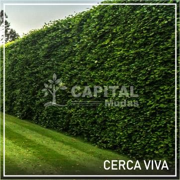 Cerca viva