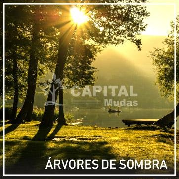 Árvores de sombra