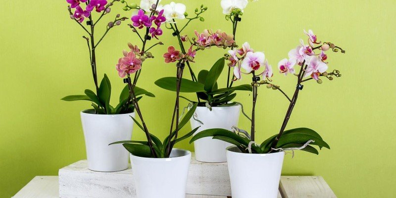 Plantas em vasos